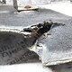 Шумоизоляция двигателя правая б/у 7482365584 для Renault (Рено) - 1
