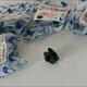 Резинка корпуса фары нов. 1397321 для DAF (Даф) SAMPA - 1